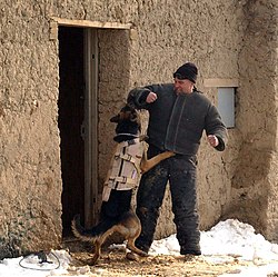 An attack dog, in service with the United States military, undergoing escalation-of-force training during the War in Afghanistan, 25 February 2005