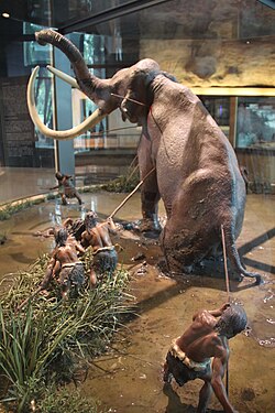 Diorama of a Paleoindian Columbian mammoth (Mammuthus columbi) hunting scene at the National Museum of Anthropology, Mexico City