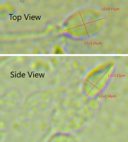 Dimensions of the human sperm head measured from a 39-year-old healthy human subject
