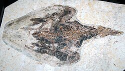 C. sanctus specimen, Cincinnati Museum of Natural History and Science; specimens have been distributed worldwide