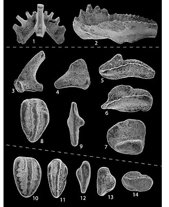 Conodont elements from the Deer Valley Member of the Mauch Chunk Formation in Pennsylvania, Maryland, and West Virginia, US