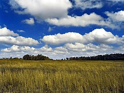 Field of cumulus clouds, which are parameterized since they are too small to be explicitly included within numerical weather prediction
