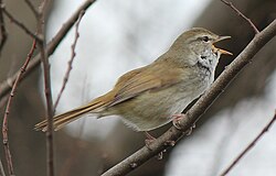 Uguisu (鶯), the Japanese bush warbler (Horornis diphone). See also uguisubari.