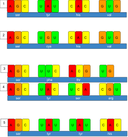 This is a diagram showing mutations in an RNA sequence. Figure (1) is a normal RNA sequence, consisting of 4 codons. Figure (2) shows a missense, single point, non silent mutation. Figures (3 and 4) both show frameshift mutations, which is why they are grouped together. Figure 3 shows a deletion of the second base pair in the second codon. Figure 4 shows an insertion in the third base pair of the second codon. Figure (5) shows a repeat expansion, where an entire codon is duplicated.