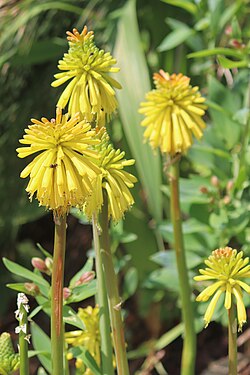 Kniphofia drepanophylla, Jardin exotique de Roscoff