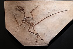 Cast in Horniman Museum