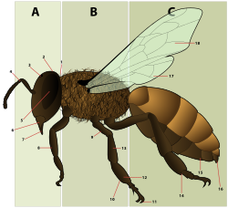 Morphology of a sterile female worker honey bee