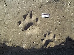 Tracks from Argentina which may have been produced by Smilodon
