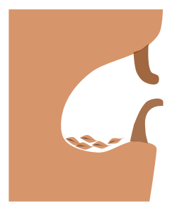 Cross-section of a western rock nuthatch nest cavity with a mud wall and tunnel across its entrance