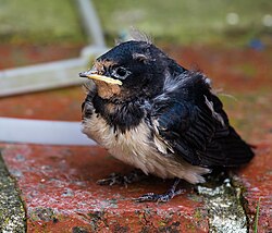 A juvenile swallow on a red brick in Sussex