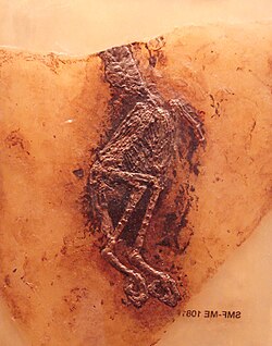 The ancient fossil owl Palaeoglaux artophoron