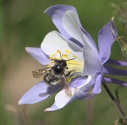 Bumblebee visiting flower, Sangre de Cristo Wilderness