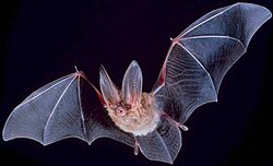 Bats use echolocation to hunt moths at night.