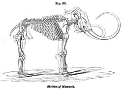 Skeleton of an extinct mammoth. One of over a hundred woodcut illustrations introduced in the 10th edition of Vestiges published in 1853.