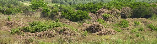 Lantana, abandoned citrus, Sdei Hemed