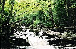 A riparian forest in the White Mountains, New Hampshire (US) is an example of ecosystem ecology