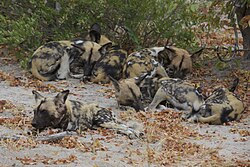 Pack of African wild dogs (Lycaon pictus), a mammal species in which males remain as care helpers.[10]