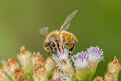 Apis mellifera on Ageratum conyzoides in Sundarbans National Park