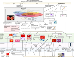 Example of a workup algorithm of possible bacterial infection in cases with no specifically requested targets (non-bacteria, mycobacteria etc.), with most common situations and agents seen in a New England setting. Staphylococcus and its main sub-groups is shown near bottom-center.