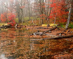 Autumn foliage with red and orange leaves in Bariloche
