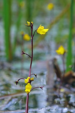 Inflorescence of Utricularia vulgaris