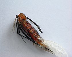 Adult Rhopalomyia solidaginis fly, emerging from pupal case