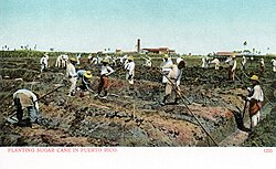 Planting sugarcane in Puerto Rico
