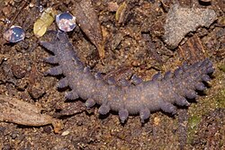 Peripatoides novaezealandiae flipped upside down