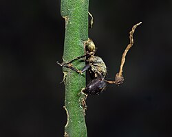 Zombie ants, infected by the Ophiocordyceps unilateralis fungus, are predominantly found in tropical rainforests.
