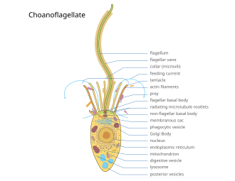 Detailed morphology