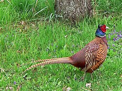 Hybrid male in Europe, intermediate between Mongolian ringneck and Caucasus group phenotype