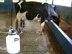 Milk extraction in Ouro Preto