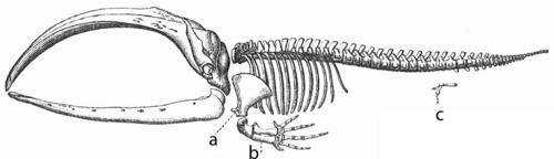 A baleen whale skeleton. Letters a and b label flipper bones, which were adapted from front leg bones, while c indicates vestigial leg bones, both suggesting an adaptation from land to sea.[166]