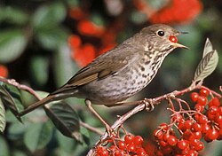 Hermit thrush (Catharus guttatus), like many Muscicapoidea a stout and cryptic bird with complex vocalizations.
