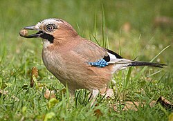 Jays feed on acorns and help to disperse these seeds.