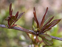 New pomegranate leaves