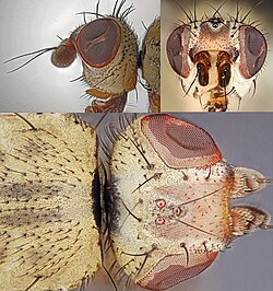 Head of a fly, showing the two compound eyes and three simple eyes
