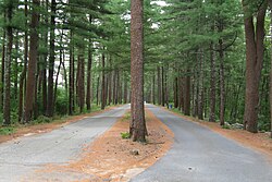 Savery Avenue in Carver, Massachusetts was the first divided highway in the U.S.[12]