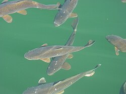 Carp in Lake Powell, Arizona