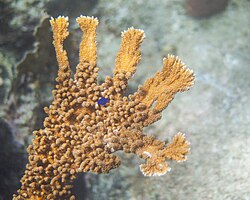 Elkhorn coral with a yellowtail damselfish (Microspathodon chrysurus) in the Caribbean Sea in Curaçao