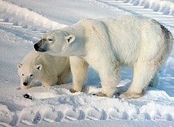 A polar bear with their cub.