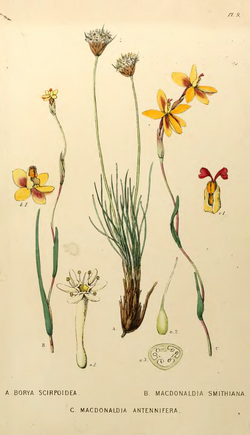 Plate from 'A sketch of the vegetation of the Swan River Colony' by John Lindley
