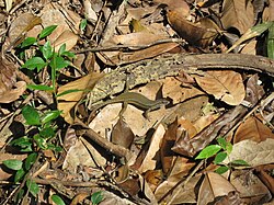 A skink, Eutropis multifasciata, in leaf litter in Sabah, Malaysia