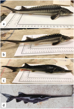 The sturddlefish, a hybrid of the American paddlefish and the Russian sturgeon, two species whose last common ancestor lived 184 million years ago. Yearlings of the Russian sturgeon (a) and the American paddlefish (d), and their hybrids: (b) and (c)
