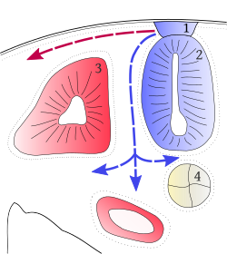 Cross-section of a developing vertebrate trunk showing the dorsolateral (red) and ventromedial (blue) routes of chromatoblast migration