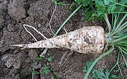 Parsley root