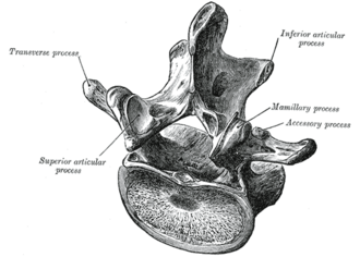 A typical lumbar vertebra