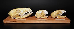 Comparison of a red fox's skull with other carnivorans. Left to right: red fox, cat, pine marten