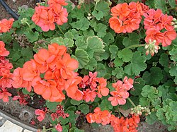 Pelargonium x hortorum (garden geraniums) are propagated by seeds and cuttings.