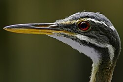 Head